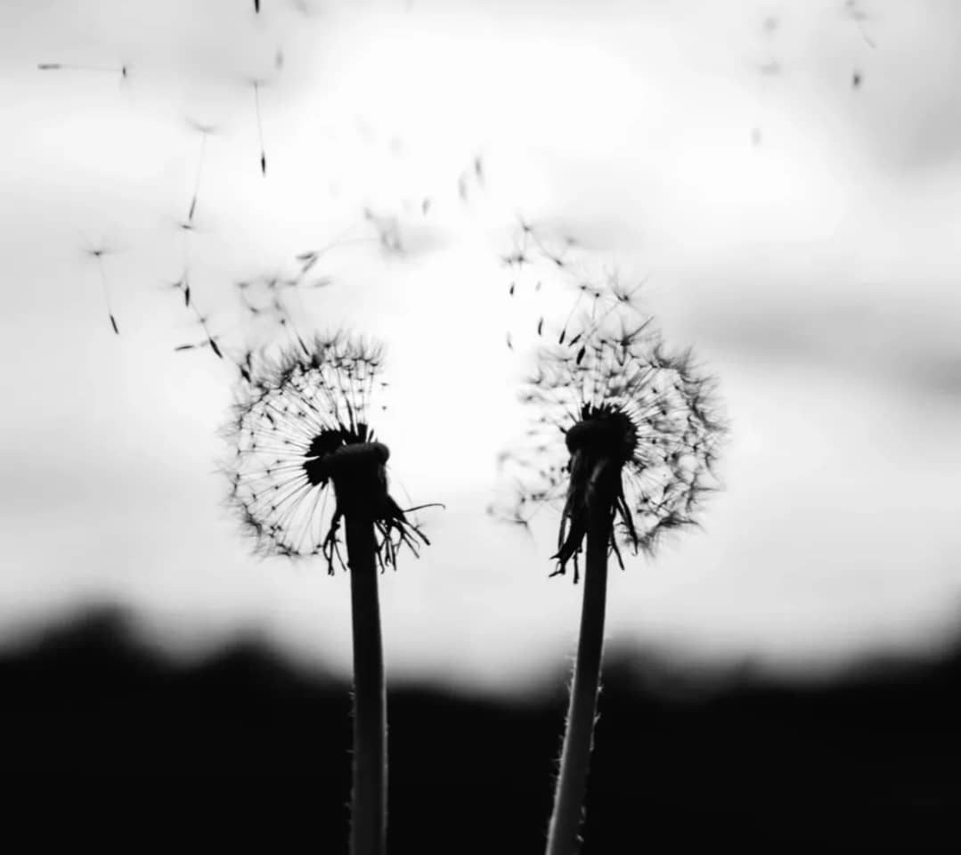 قاصدک رها شده