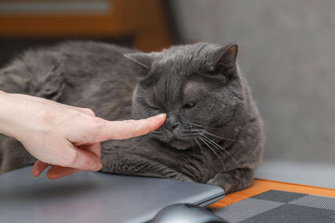 کارهایی که انسان‌ها انجام می‌دهند و گربه‌ها از آن متنفرند